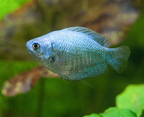 Different Species of Gourami Fish