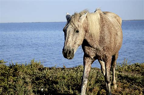 Free Images : nature, white, animal, wildlife, mane, fauna, equine ...