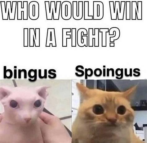 i think bingus : r/memes