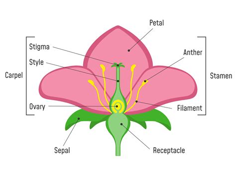 Parts Of A Flower Visual Ly In 2021 Parts Of A Flower Flower - Riset