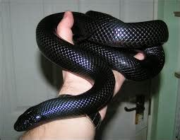 Mexican Black Kingsnake Care - CHICAGO EXOTICS ANIMAL HOSPITAL