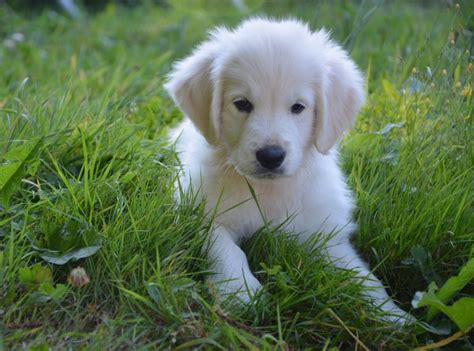 Giardia in Puppies: Causes, Signs, & Treatment | Canna-Pet®