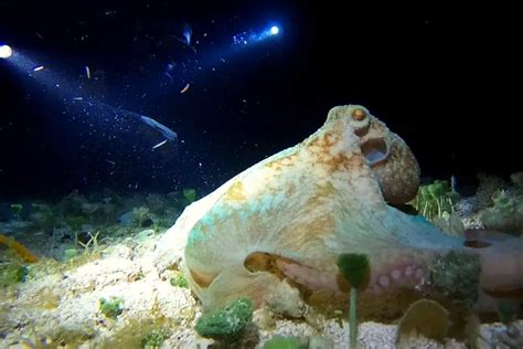 Cozumel Snorkeling Guide for December 2024 | Island Life Mexico