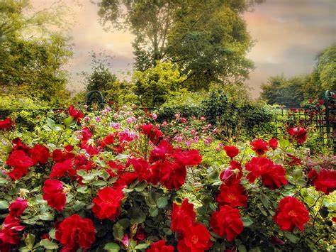 Red Rose Garden Photograph by Jessica Jenney