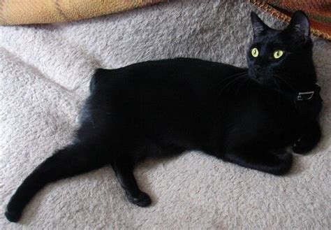 42+ Manx Black Cat Breeds - Furry Kittens