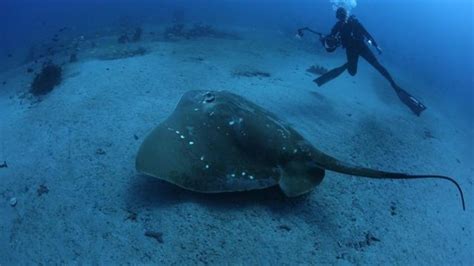 The ocean's largest, rarest stingray revealed in new video