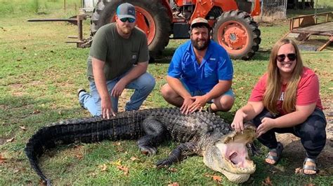 Arkansas alligator season ends with 161 successful hunters • Arkansas ...