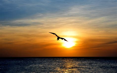 Download Wallpaper Bird Flying Over Sea, Sunset, Skyline - Bird Flying ...