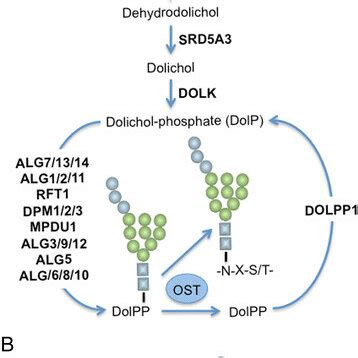 De novo dolichol biosynthesis and the dolichol cycle. a... | Download ...