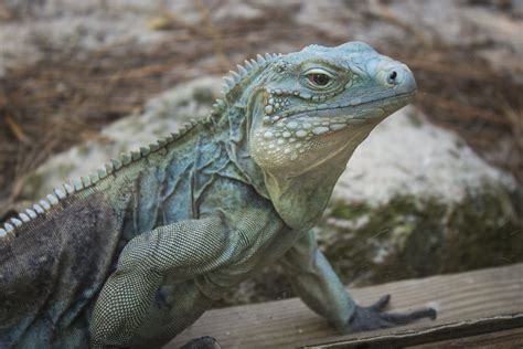 Grand Cayman Blue Iguana