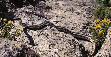 Desert Striped Whipsnake, Utah, USA. | Masticophis t. taenia… | Flickr