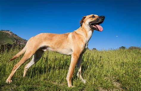 Black Mouth Cur Dog Breed Information | Dogs 101 Black Mouth Cur