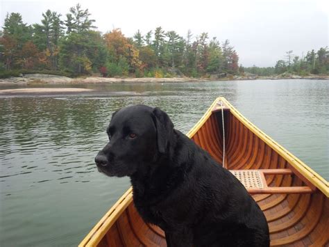 Labrador dog enjoying canoe ride in Georgian Bay Ontario | Labrador dog ...