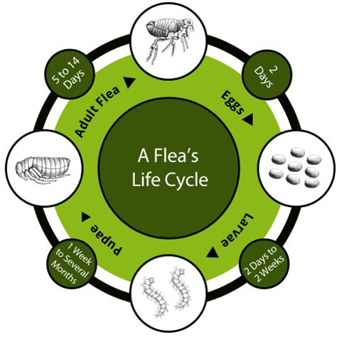 Flea and Tick Control-Mountain Ranges Veterinary Clinic