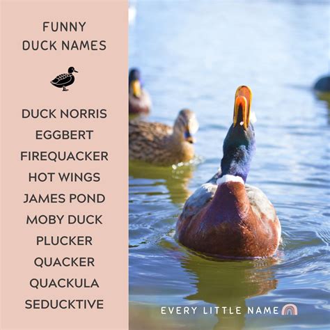 381 Good & Funny Duck Names Funny duck names, Funny duck, Pet ducks