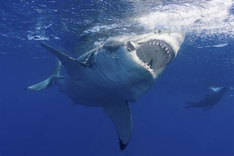 Great White Shark Filmed Breaching at Night—A First