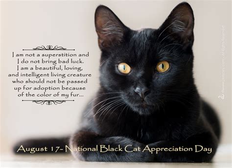 Why Black Cats Have Black Fur and How to Take Great Photos of Them for ...