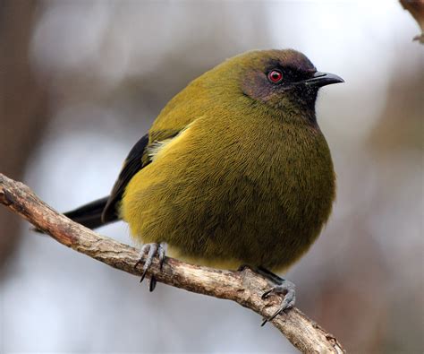 Bellbird : Birding NZ