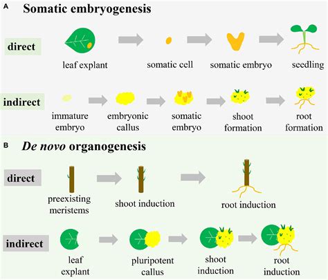 Plant Tissue Culture Explant