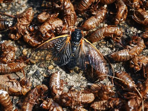 Brood X Cicadas Are Here! We Got Up Close So You Don't Have To | WIRED