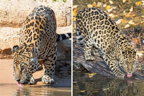 Jaguar vs Leopard - Discover How to Tell the Two Cats Apart