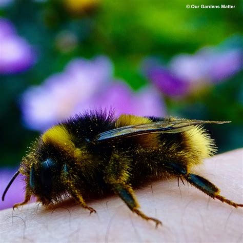 Sugar water for bees - Really? - Our Gardens Matter