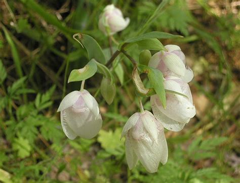 Calochortus albus | Pacific Bulb Society