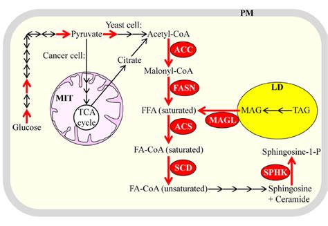 Several of the key metabolic processes underlying lipogenesis in the ...