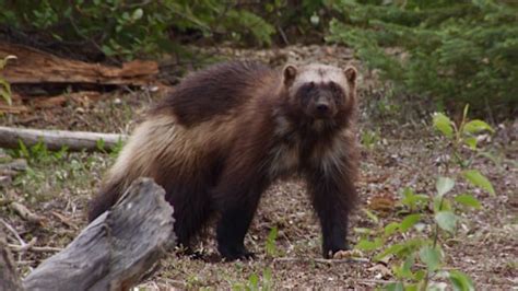 Ever seen a wolverine? Researchers want to know | CBC News