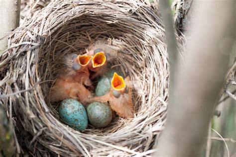 10 Gorgeously Colored Eggs, Straight From Birds