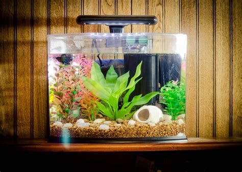 Betta Fish Aquarium Ideas | Aquarium Design Ideas