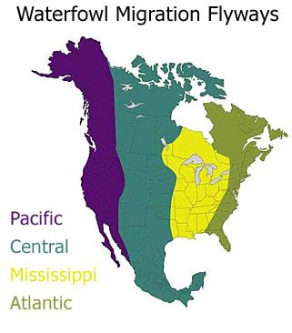 Waterfowl Migration Flyways