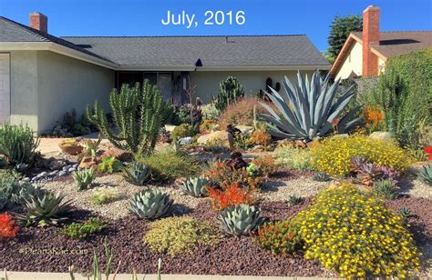 Ten Succulent Front Yard Essentials | Debra Lee Baldwin