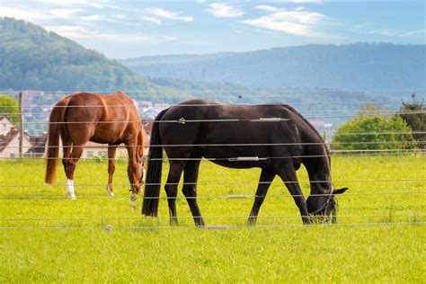 Best Electric Fence for Horses Reviews & Buying Guide