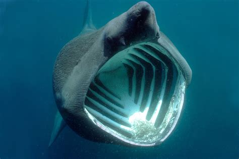 Are basking sharks in the UK and what do they eat? – The Scottish Sun