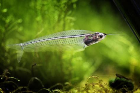 Glass Catfish | A Complete Guideline for your aquarium collection