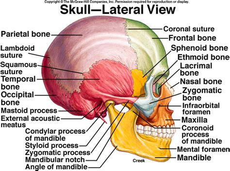 Photos: Skull Anatomy Lateral View, - ANATOMY LABELLED