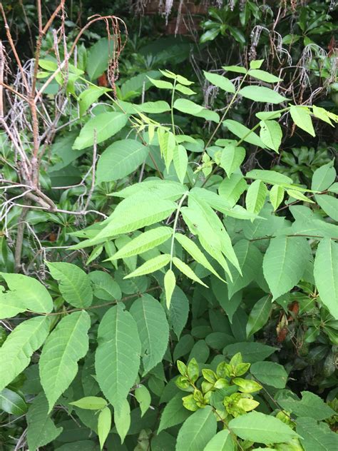 Weed Tree Identification