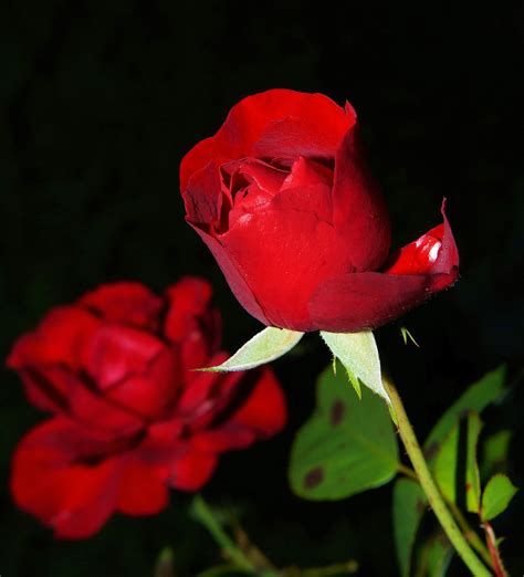 Beautiful Flowers Images Roses : A Beautiful Red Rose ...For one so ...