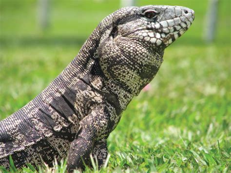 Argentine Black And White Tegu Reptile Pets - Pets Retro