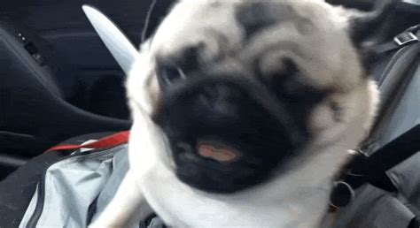 Pug GIF - Find & Share on GIPHY