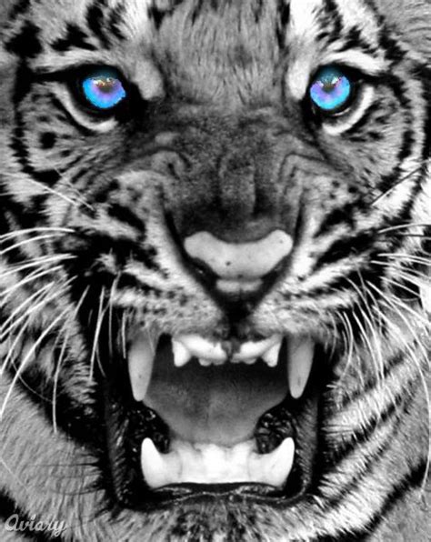 a black and white tiger with blue eyes