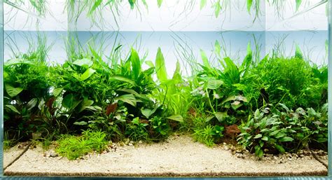 "Do I Need Plants In My Fish Tank?": Top 5 Benefits of Aquarium Plants ...