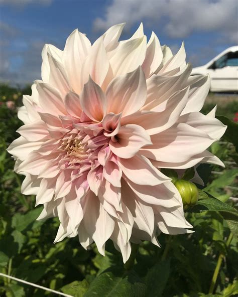 Dahlia 'Café au Lait' tubers — Buy online at Farmer Gracy UK