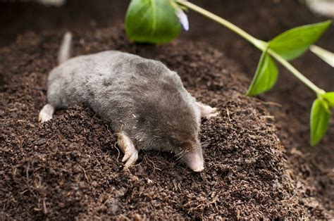 Mole out of soil | SecureLawn | Murfreesboro, Tennessee