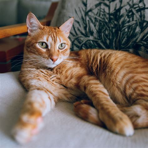 Rote Katzen – 5 Fakten über die süßen Gingerkatzen