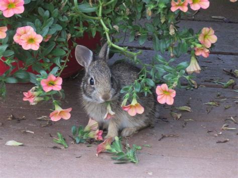 Expert Garden Advice on Rabbit Resistant Flowers - Birds and Blooms