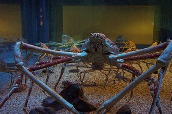 Japanese Spider Crab Habitat: Lesson for Kids | Study.com