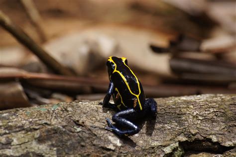 Dendrobates Tinctorius Bakhuis North Lizards, Snakes, Amazing Frog ...