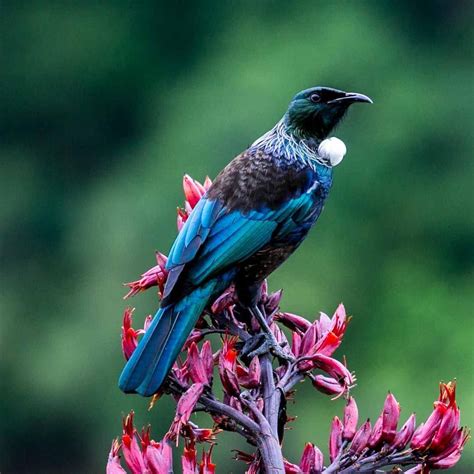 Capturing the glorious colour of the New Zealand Tui #NZ_birds photo by ...